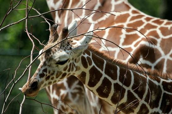 Netzgiraffe Nachwuchs Zoo Frankfurt am Main 2014