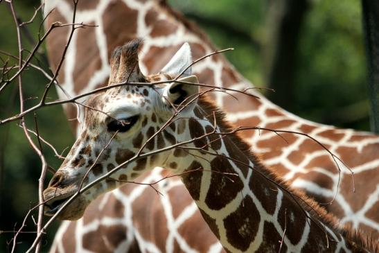 Netzgiraffe Nachwuchs Zoo Frankfurt am Main 2014