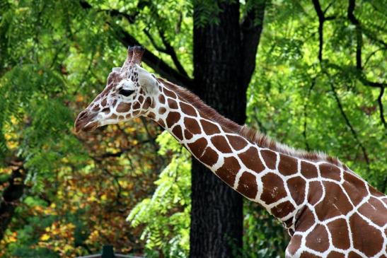 Netzgiraffe Zoo Frankfurt am Main 2012