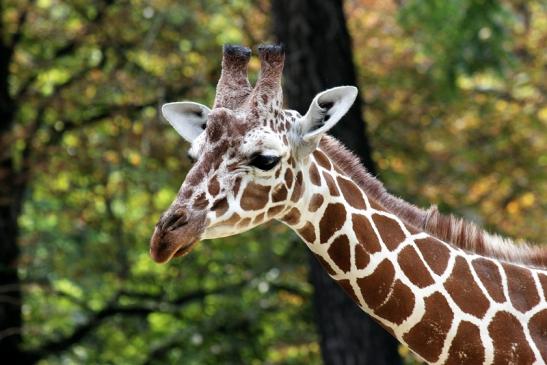 Netzgiraffe Zoo Frankfurt am Main 2012