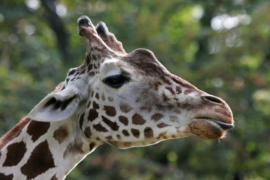 Netzgiraffe Zoo Frankfurt am Main 2012