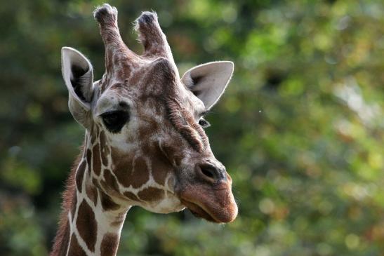 Netzgiraffe Zoo Frankfurt am Main 2012