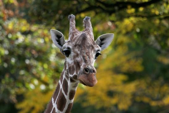 Netzgiraffe Zoo Frankfurt am Main 2012