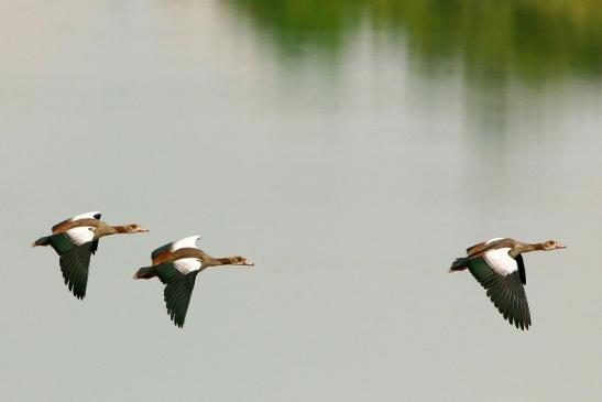 Nilgans über dem Teufelsee Bingenheimer Ried Wetterau 2016