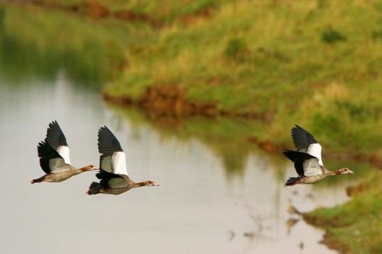 Nilgans über dem Teufelsee Bingenheimer Ried Wetterau 2016