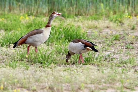 Nilgans Paar Scheunengelände Im Zwerggewann Heusenstamm 2016