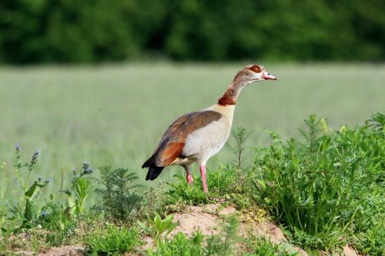 Nilgans Scheunengelände Im Zwerggewann Heusenstamm 2016