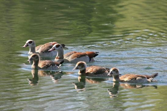 Nilgans Familie NSG See am Goldberg Heusenstamm 2015