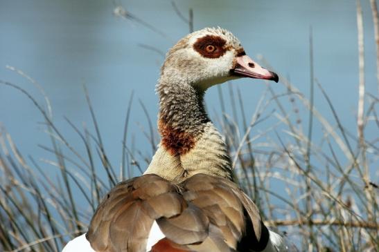 Nilgans NSG See am Goldberg Heusenstamm 2015