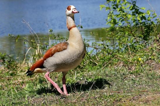 Nilgans NSG See am Goldberg Heusenstamm 2015