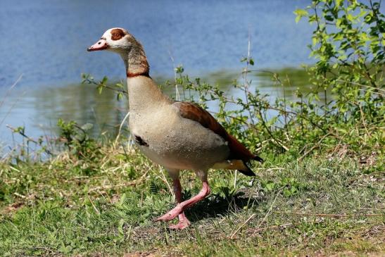 Nilgans NSG See am Goldberg Heusenstamm 2015