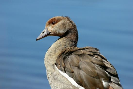 Nilgans Jungtier NSG See am Goldberg Heusenstamm 2015