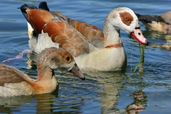 Nilgans mit Jungtier NSG See am Goldberg Heusenstamm 2015