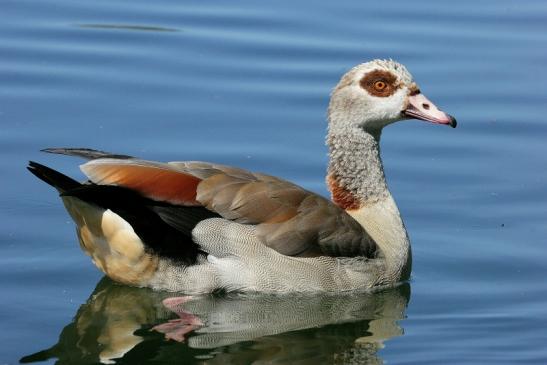 Nilgans NSG See am Goldberg Heusenstamm 2015