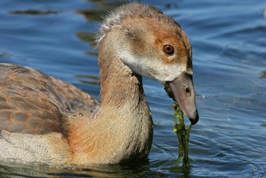 Nilgans Jungtier NSG See am Goldberg Heusenstamm 2015