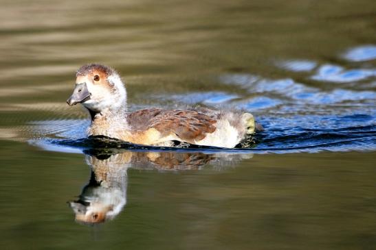 Nilgans Jungtier NSG See am Goldberg Heusenstamm 2015