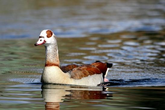 Nilgans NSG See am Goldberg Heusenstamm 2015