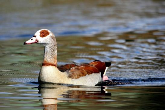 Nilgans NSG See am Goldberg Heusenstamm 2015