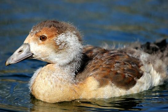 Nilgans Jungtier NSG See am Goldberg Heusenstamm 2015