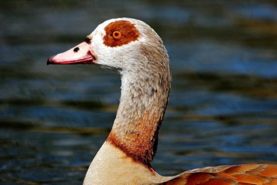 Nilgans NSG See am Goldberg Heusenstamm 2015