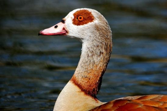 Nilgans NSG See am Goldberg Heusenstamm 2015