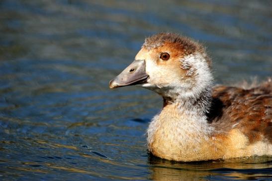 Nilgans Jungtier NSG See am Goldberg Heusenstamm 2015