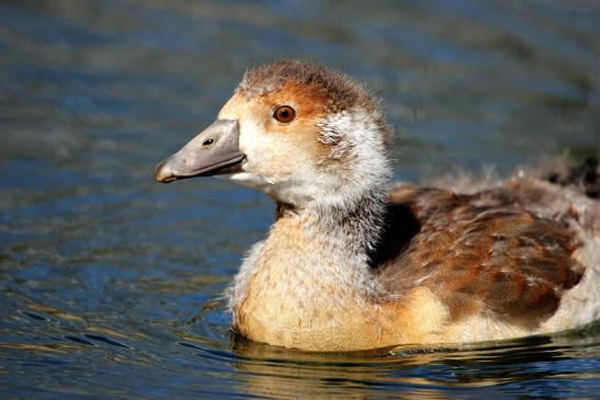 Nilgans Jungtier NSG See am Goldberg Heusenstamm 2015