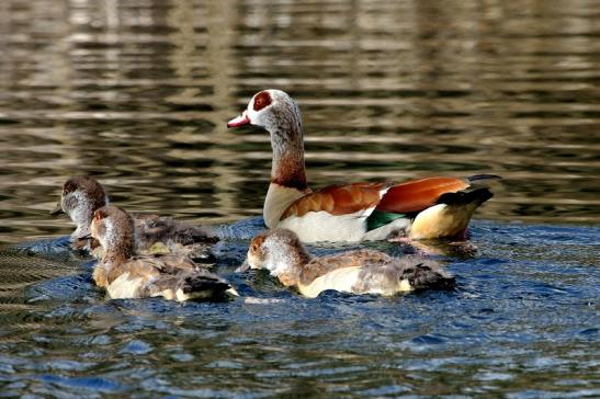 Nilgans Familie NSG See am Goldberg Heusenstamm 2015