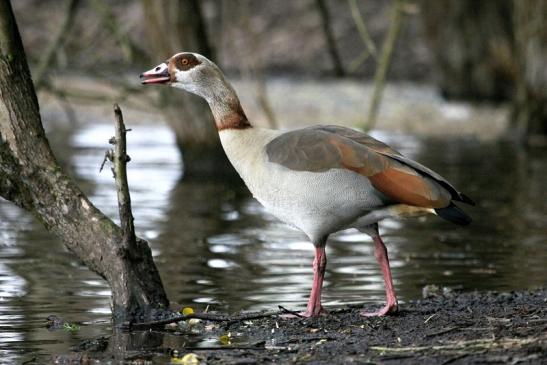 Nilgans NSG Mönchbruch 2013