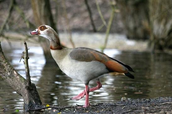 Nilgans NSG Mönchbruch 2013