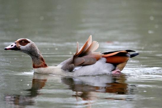 Nilgans NSG Mönchbruch 2013