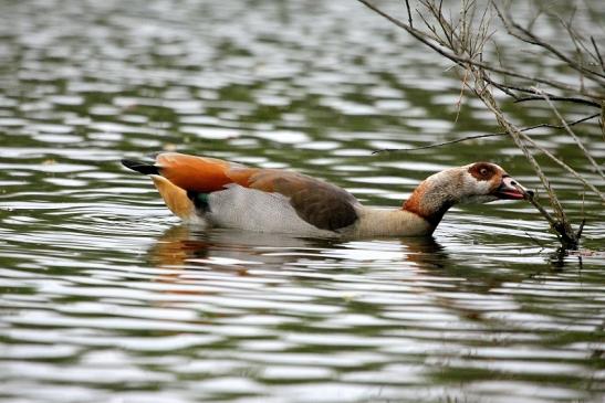 Nilgans NSG Mönchbruch 2013