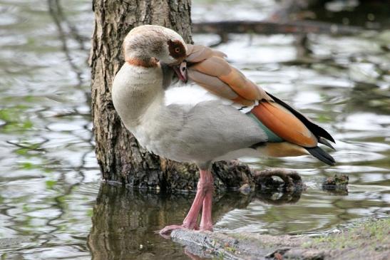 Nilgans NSG Mönchbruch 2013