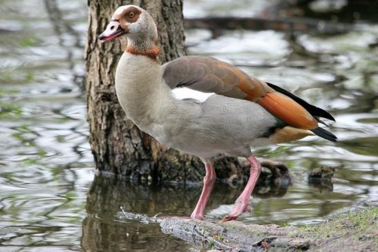 Nilgans NSG Mönchbruch 2013