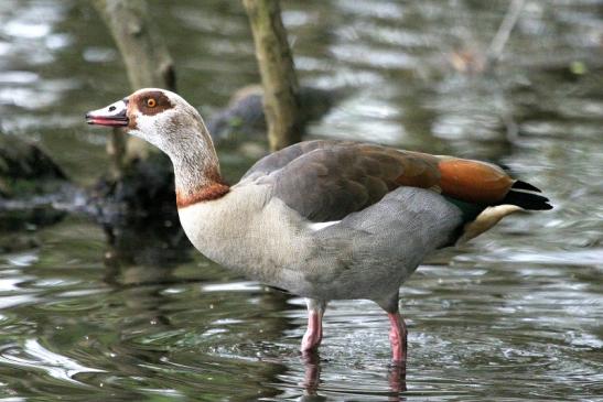 Nilgans NSG Mönchbruch 2013