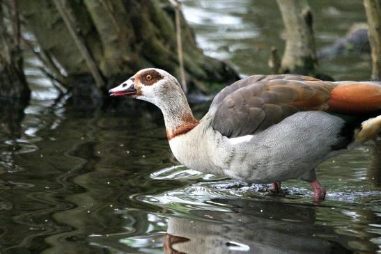 Nilgans NSG Mönchbruch 2013