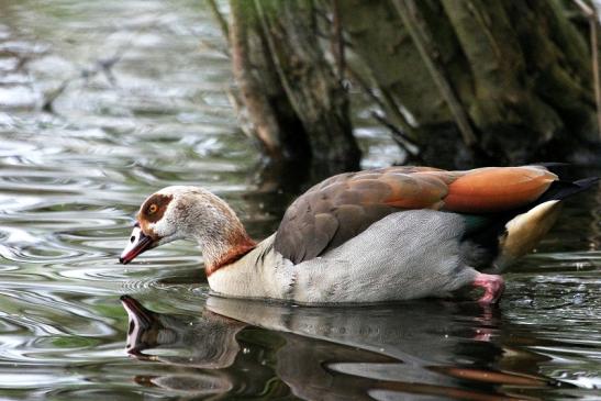 Nilgans NSG Mönchbruch 2013