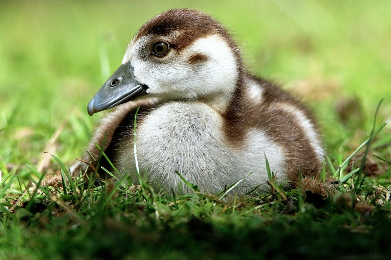 Nilgans Jungtier NSG Mönchbruch 2017