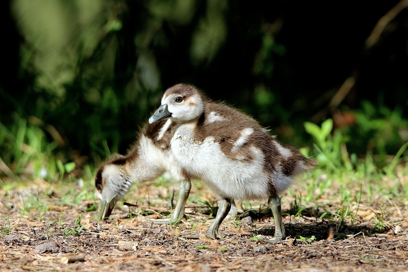 Nilgans Jungtier NSG Mönchbruch 2017