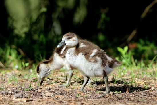 Nilgans Jungtier NSG Mönchbruch 2017