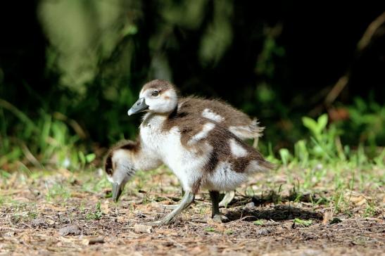 Nilgans Jungtier NSG Mönchbruch 2017