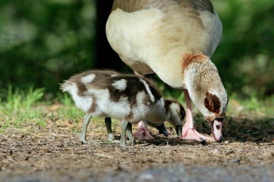 Nilgans mit Jungtier NSG Mönchbruch 2017