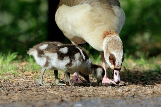 Nilgans mit Jungtier NSG Mönchbruch 2017