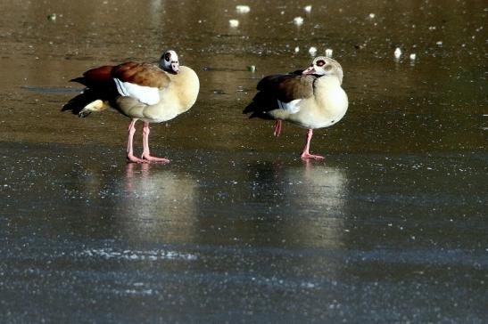 Nilgans NSG Mönchbruch 2017