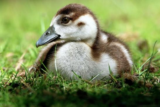 Nilgans Jungtier NSG Mönchbruch 2017