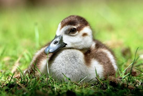 Nilgans Jungtier NSG Mönchbruch 2017