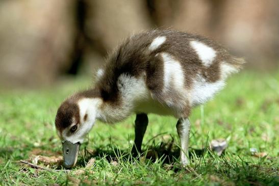 Nilgans Jungtier NSG Mönchbruch 2017