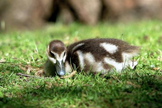 Nilgans Jungtier NSG Mönchbruch 2017