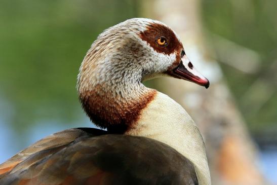 Nilgans NSG Mönchbruch 2017