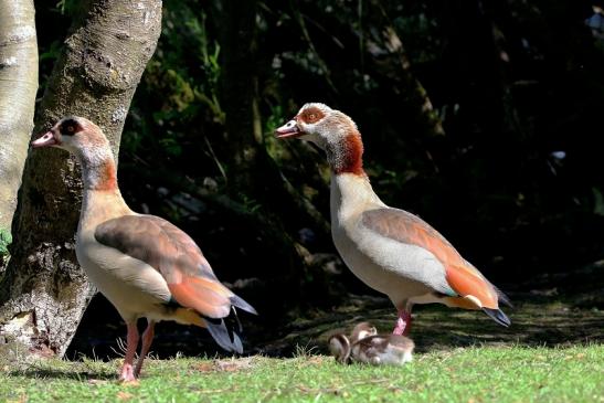 Nilgans Familie NSG Mönchbruch 2017